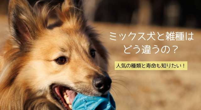 ミックス犬の寿命と人気の配合